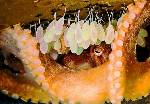 Una hembra de pulpo protege sus huevos, dentro de los mismos se pueden ver diferentes tentáculos de la aventura Day of the Tentacle